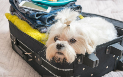 Куда отдать питомца на передержку во время отъезда?