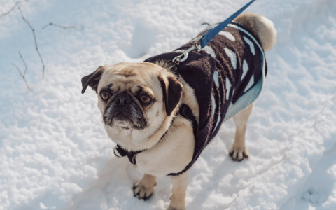 Близнецами будут манипулировать, а Раки замкнутся в себе: гороскоп на пятницу