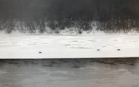 Жители Нововятска засняли у реки животных, напоминающих волков