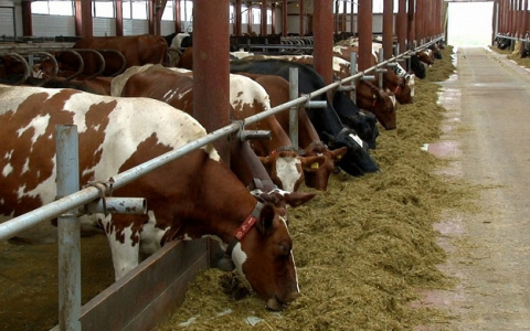 На ферме в Кировской области за животными ухаживают роботы