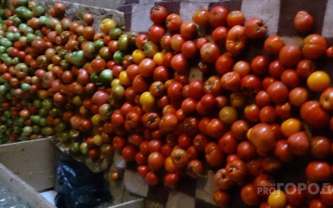 В Кирове уничтожили 1,3 тонны «небезопасных» томатов