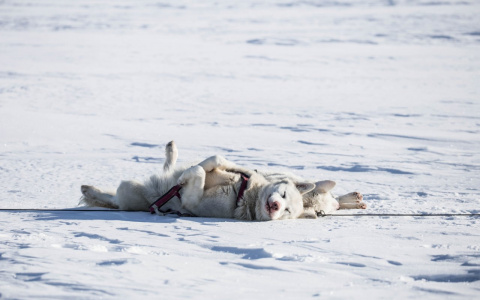 Рыб ждет размолвка, а Раков – великие свершения: гороскоп на вторник