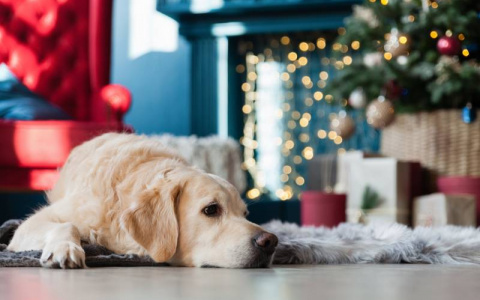 Куда отдать питомца на передержку, если планируете уехать в новогодние праздники?