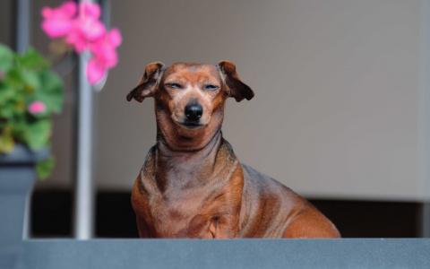 Близнецы окажутся в неловкой ситуации, а Львам все надоест: гороскоп на воскресенье