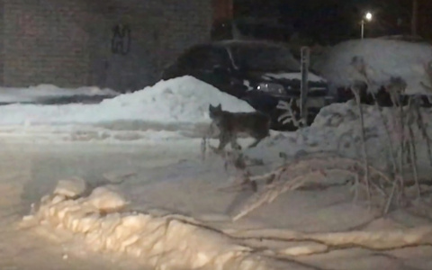 В кировском правительстве рассказали, откуда в город пришла рысь