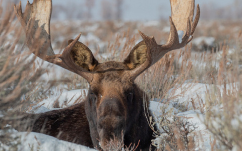 В Кировской области в ДТП с дикими животными один человек погиб и 12 получили травмы