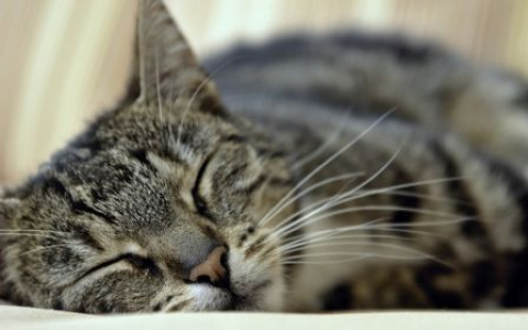 Где хоронить животных зимой?