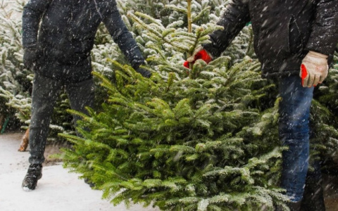 В Роспотребнадзоре рассказали, как не ошибиться с выбором ели