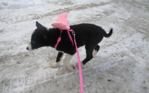 «Животные будут болеть, страдать и погибать»: волонтеры о госприюте в Кирове