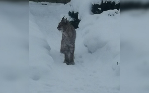 На кировских улицах снова замечена рысь