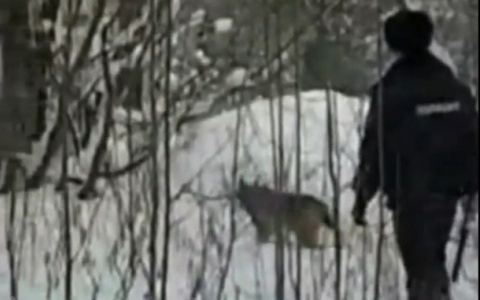 В кировском правительстве рассказали о судьбе пойманной рыси