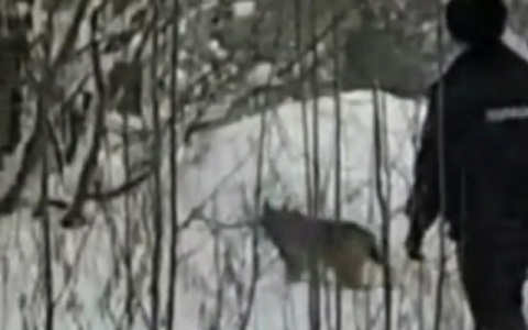 Пойманную в Кирове рысь посадили на карантин по бешенству