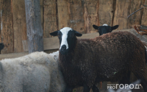 «Когда желание подкреплено финансовой поддержкой – можно многого достичь»: две тысячи социальных контрактов заключено с кировчанами