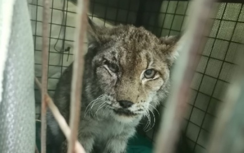 В Кирове волонтеры и полиция отловили пугающую горожан дикую рысь