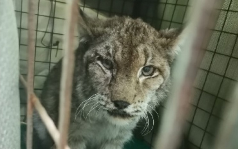 В Кирове волонтеры собрали средства на новую клетку для рыси
