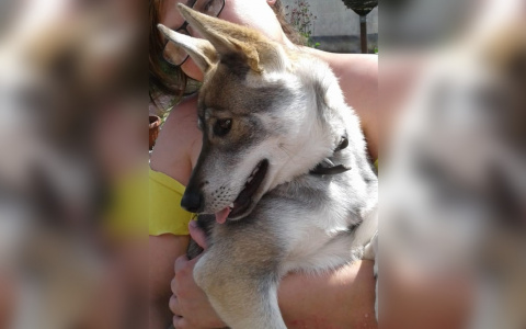 За пропавшую в Кировской области собаку объявлено вознаграждение