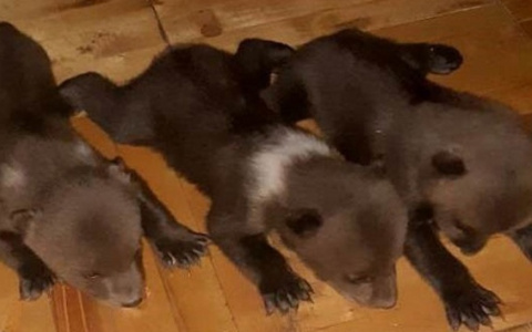 За 2021 год кировчане спасли трех медвежат, лосенка, шесть степных луней и рысь