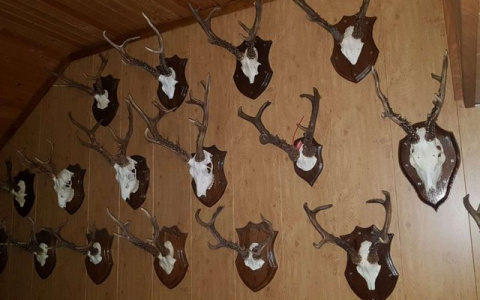 В Кирове продают черепа за 666 тысяч рублей