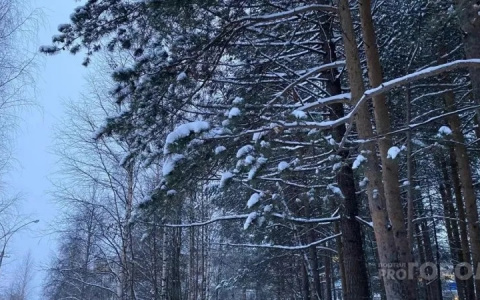 В Кировской области полицейские нашли в лесу пропавшего охотника