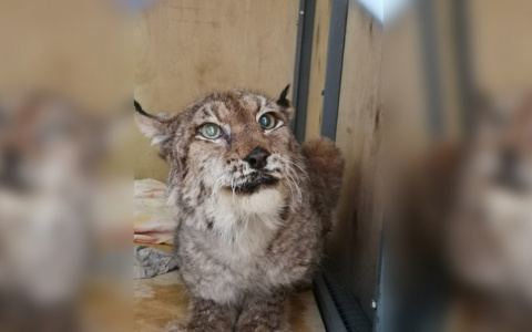 Найденыш и Рыська: кировчане подбирают имя пойманному хищнику