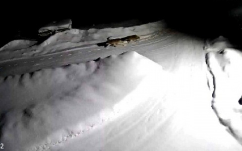 В Подосиновском районе начали отстреливать волков после резонансного видео