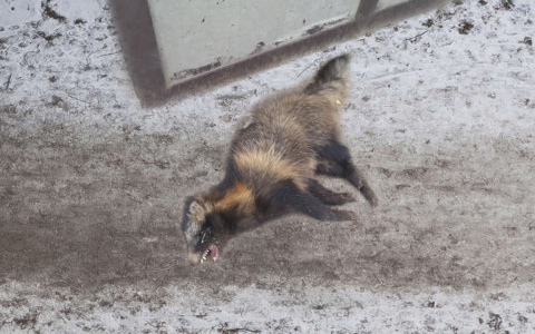 В Кировской области бешеная енотовидная собака покусала 10-летнюю девочку