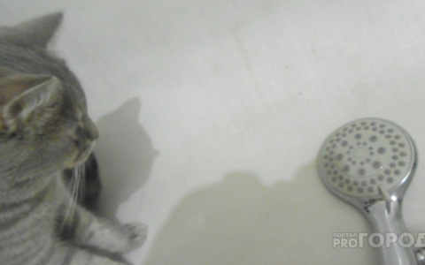 Депутаты предложили маркировать домашних питомцев