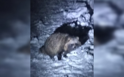 В Кировской области бешеная собака после ребенка напала на мужчину: известны подробности ЧП