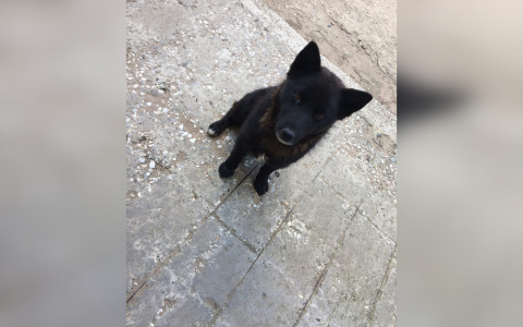 Стреляли в шею и грудь: кировчане ищут неизвестных, убивших их собаку