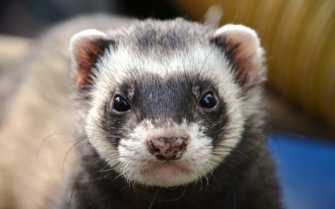 В районе Кировской области ввели карантин по бешенству