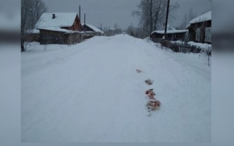 В Подосиновском районе волки оставляют кровавые следы ночных похождений