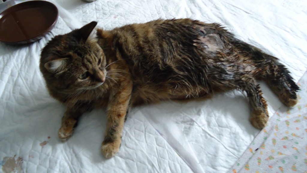 В Кирове бродячие собаки истязали кошку: чтобы спасти животное, хозяин выпрыгнул из окна