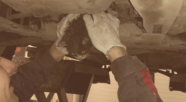 В Кирове сотрудники автосервиса достали котенка из-под защиты двигателя