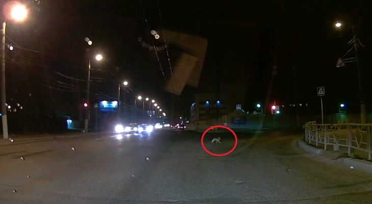 Заяц перебежал дорогу перед машиной на Октябрьском проспекте
