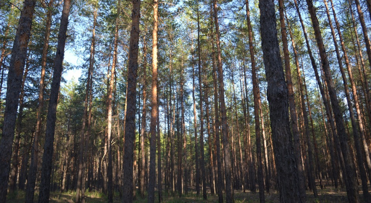 В Кировской области четыре дня искали заблудившуюся в лесу пенсионерку