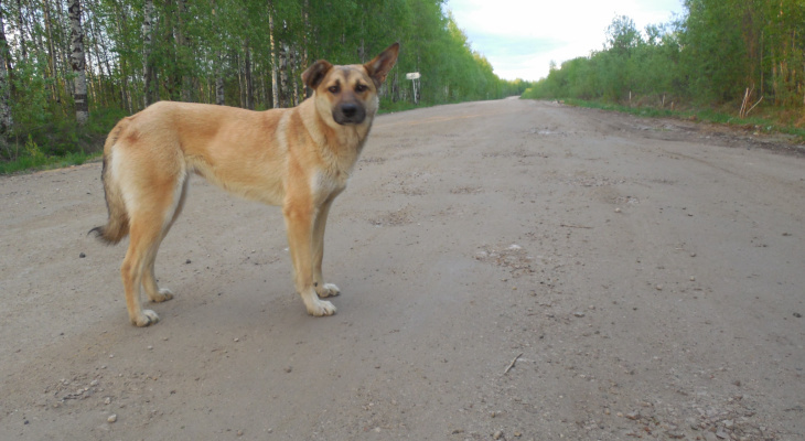 Мужчина, выбросивший собаку из такси в Кирове, рассказал о причинах поступка