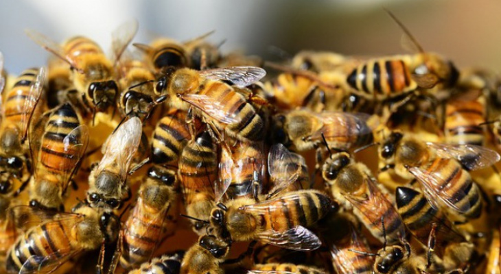 В Кировской области завели дело на пчеловодов, чьи насекомые покусали прохожих