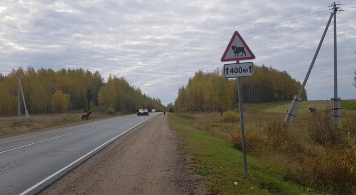 В Кировской области водитель Toyota сбил лошадь