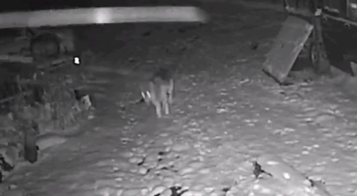 Волк в вечернее время зашел в поселок Кировской области