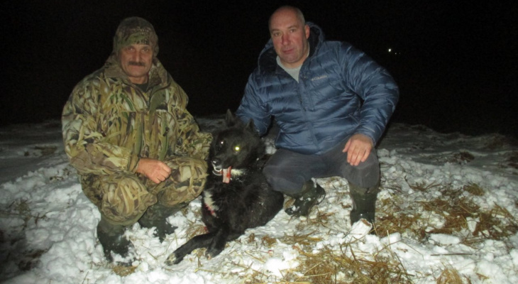 Стало известно, что стало с волками-меланистами, добытыми в Кировской области