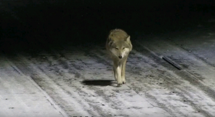 Охотник рассказал о добыче волков в Кировской области