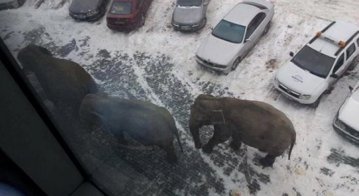 Проверка слухов: в Кирове по улице прогулялись слоны