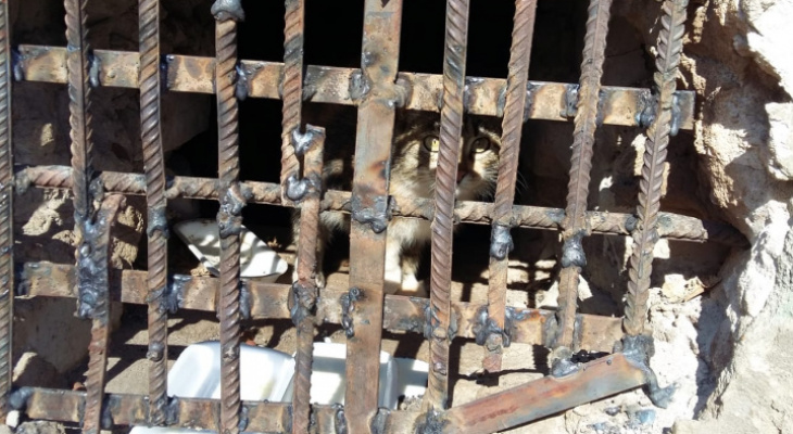 Что обсуждают в Кирове: суд над отцом за самоубийство сына и кошка с котятами, замурованные в подвале