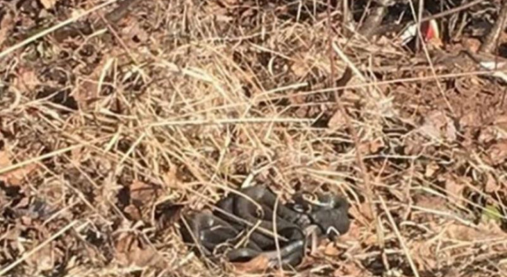 Клубок змей увидели жители микрорайона Солнечный берег в Кирове