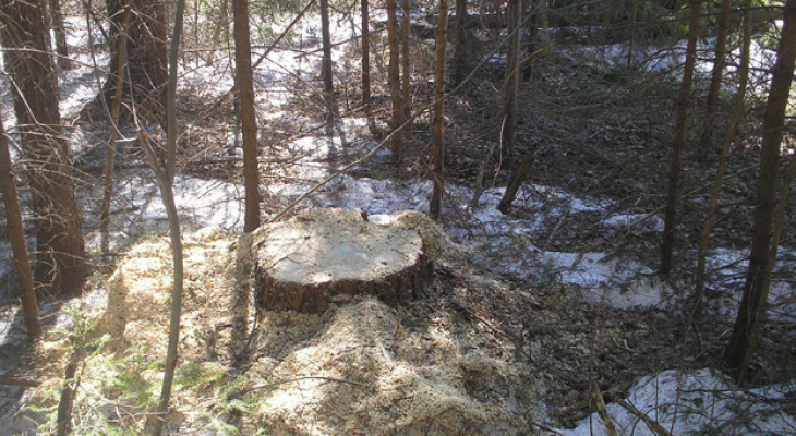 У полигона в Осинцах неизвестные вырубили деревья в зеленой зоне на 6 миллионов рублей