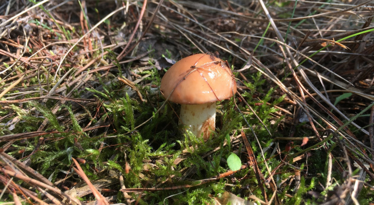 В лесах Кировской области появились первые грибы