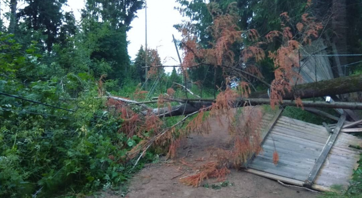 300 домов остались без света из-за дерева на участке известного кировского юриста