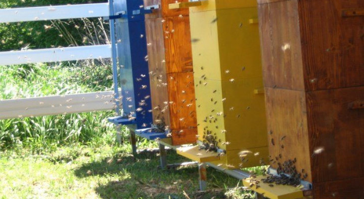 В Кировской области пчеловоды бьют тревогу из-за массовой смерти пчел