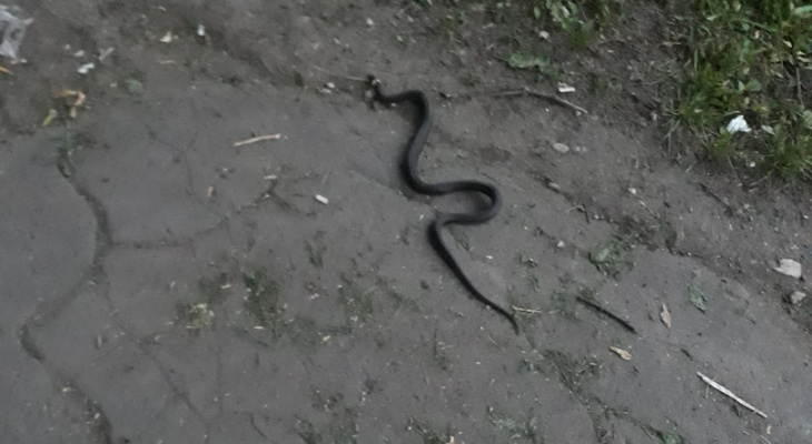 В центре Кирова прохожим под ноги выползла змея