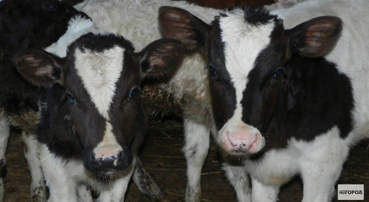 В Кировскую область закупят коров редкой породы для производства сыра